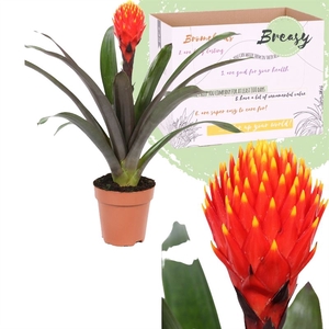 Guzmania  'Tala'