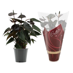 Anthurium Black Love in Couture Diamond sleeve