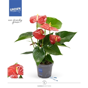 Anthurium - KARMA RED XXL |12 cm