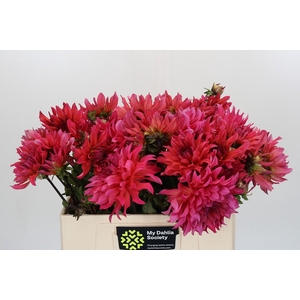 Dahlia Pink Punk