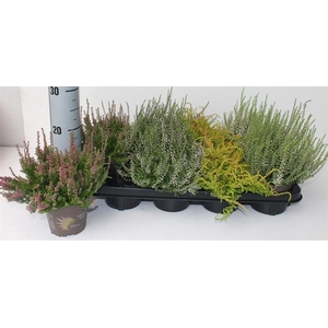 Calluna vulgaris mix trolley 12Ø 24cm