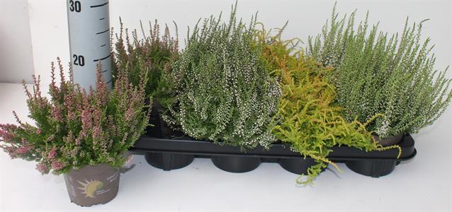 Calluna vulgaris mix trolley 12Ø 24cm