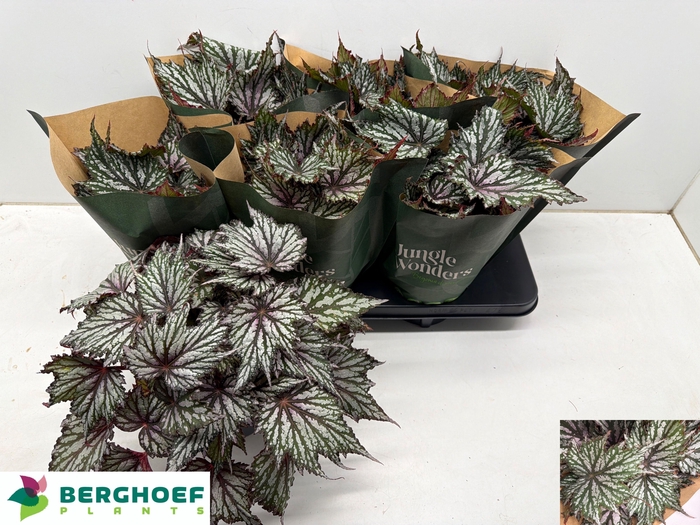 <h4>BEG BLAD OV</h4>