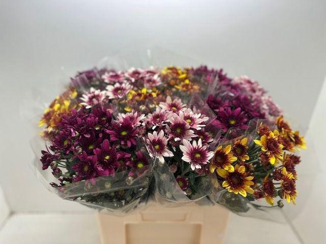 <h4>CHR TBS OV PER BOS</h4>