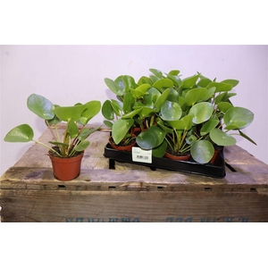 Pilea Peperomioides