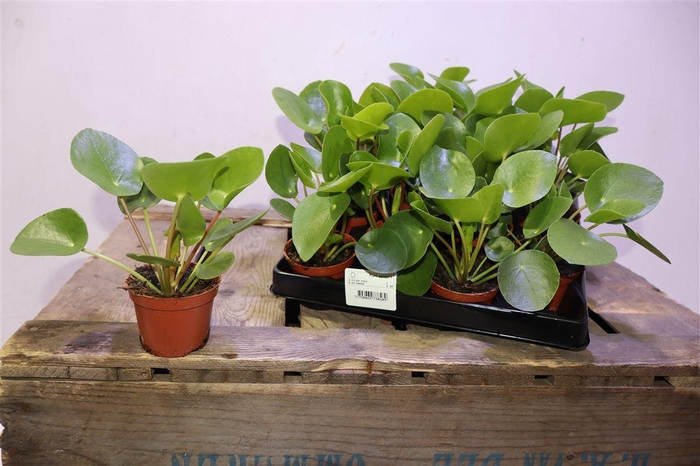 <h4>Pilea Peperomioides</h4>