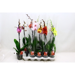 PHAL GEM