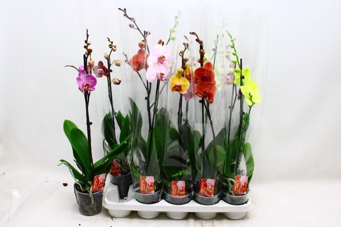 <h4>PHAL GEM</h4>