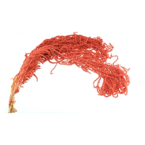 Dried Bleached Amaranthus Caudatus Light REd