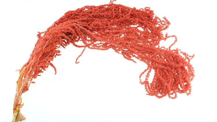 <h4>Dried Bleached Amaranthus Caudatus Light REd</h4>