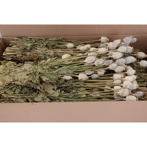 DF Papaver Bs Natural