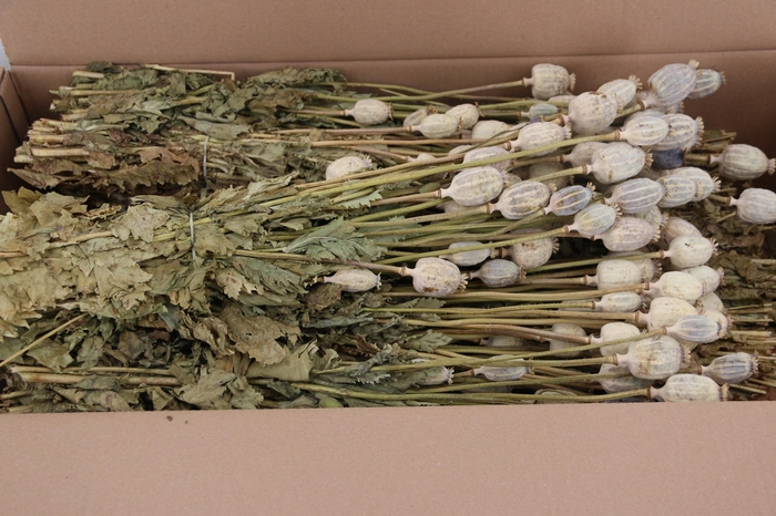 <h4>DF Papaver Bs Natural</h4>