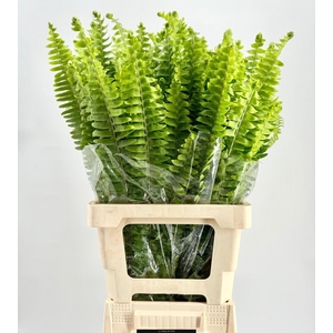 DECORATIE ARTIKEL NEPRHOLEPIS