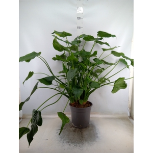 Alocasia cucullata