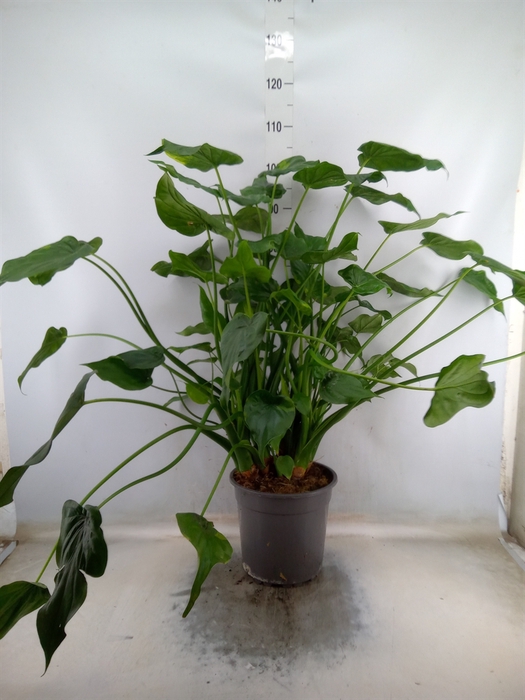 <h4>Alocasia cucullata</h4>