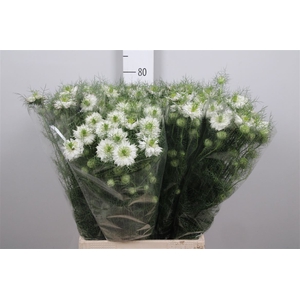 Nige D Mystery White