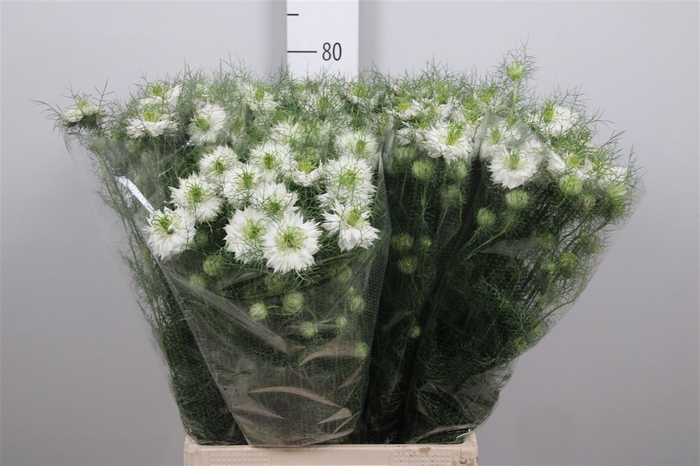 Nige D Mystery White