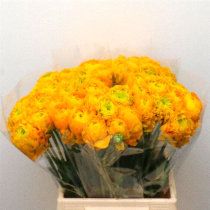 <h4>Ran Ponpon Luna Yellow Extra</h4>