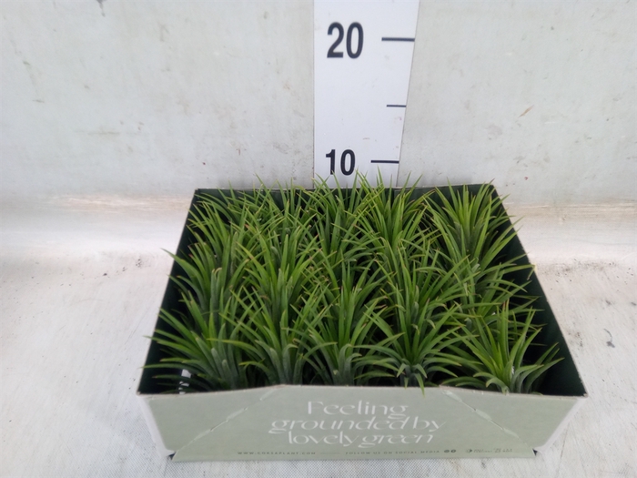 <h4>Tillandsia</h4>