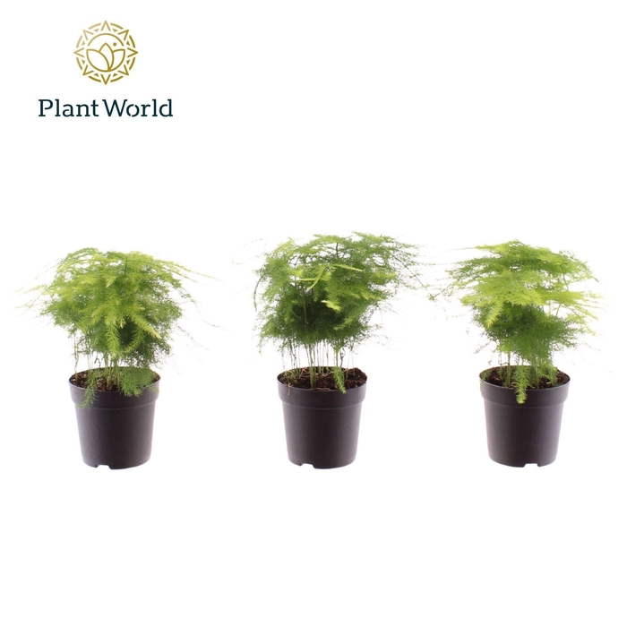 <h4>Asparagus setaceus</h4>