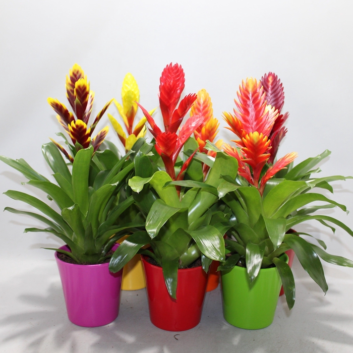 <h4>Vriesea Sensation Coco Gemengd</h4>