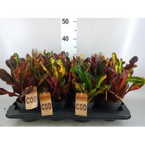 Codiaeum var. GR 'Mammi'