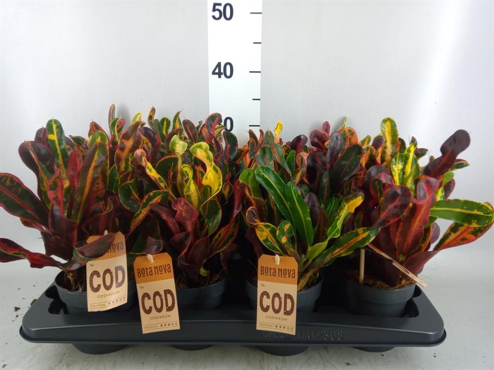 <h4>Codiaeum var. GR 'Mammi'</h4>