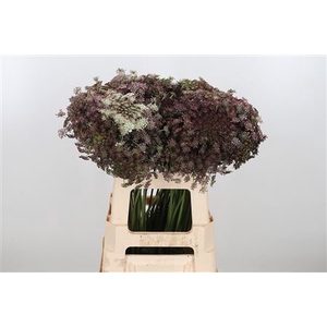 DAUCUS CAROTA DARA