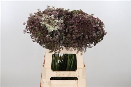 <h4>DAUCUS CAROTA DARA</h4>