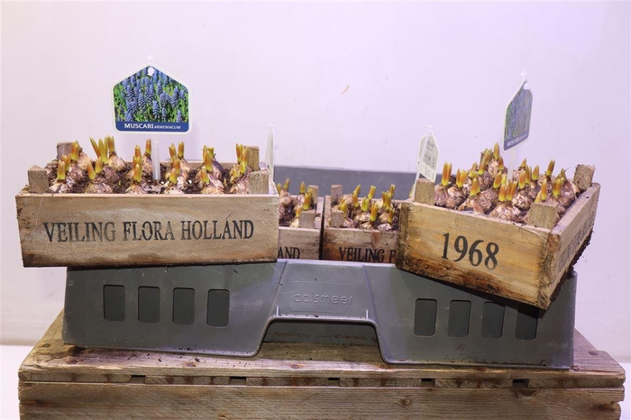 <h4>arr8 Arr Muscari In Houten Kistje</h4>