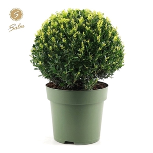 Ilex crenata 'Jenny'® Ball Ø40cm P27