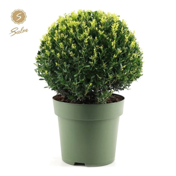 <h4>Ilex crenata 'Jenny'® Ball Ø40cm P27</h4>