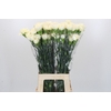 Dianthus St Rodas Creme