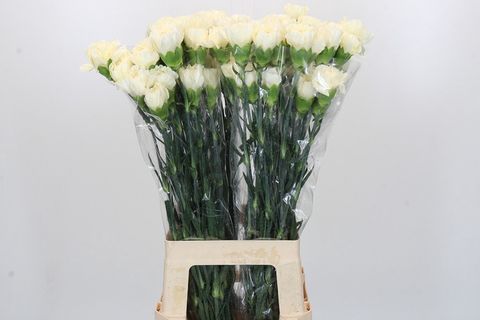 Dianthus St Rodas Creme