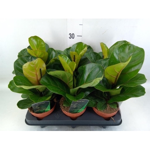 Ficus lyrata 'Bambino'