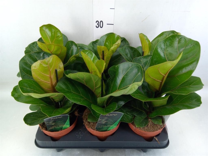 <h4>Ficus lyrata 'Bambino'</h4>