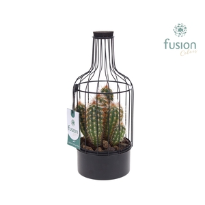 Fles metaal zwart Small met Cactussen