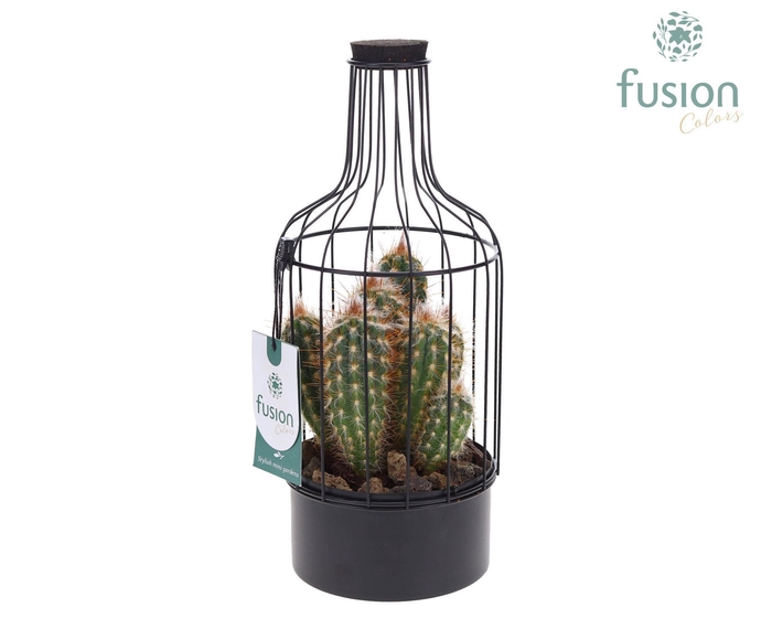 <h4>Fles metaal zwart Small met Cactussen</h4>