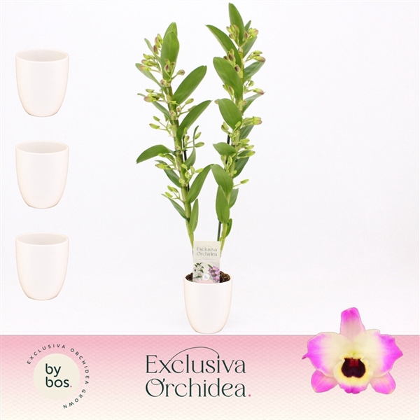 <h4>Dendrobium nobile 'Sunny Eyes'</h4>