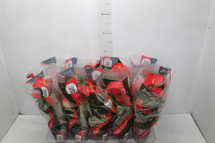 <h4>ANTHURIUM ESUDO P12</h4>