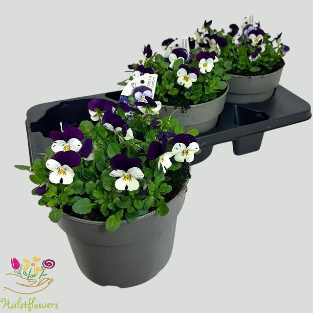 <h4>VIO CO EM WHI PU JUP</h4>