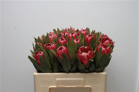 <h4>Protea Brenda</h4>