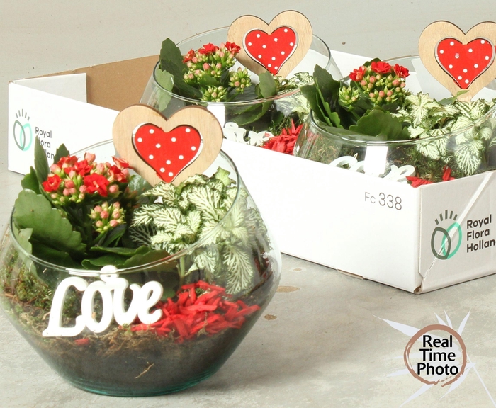 <h4>ARR KAMERPL</h4>