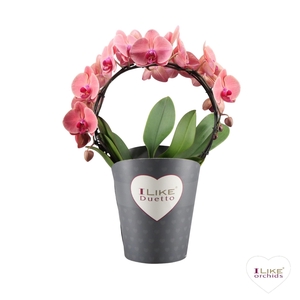 Duetto Boog Asian Coral