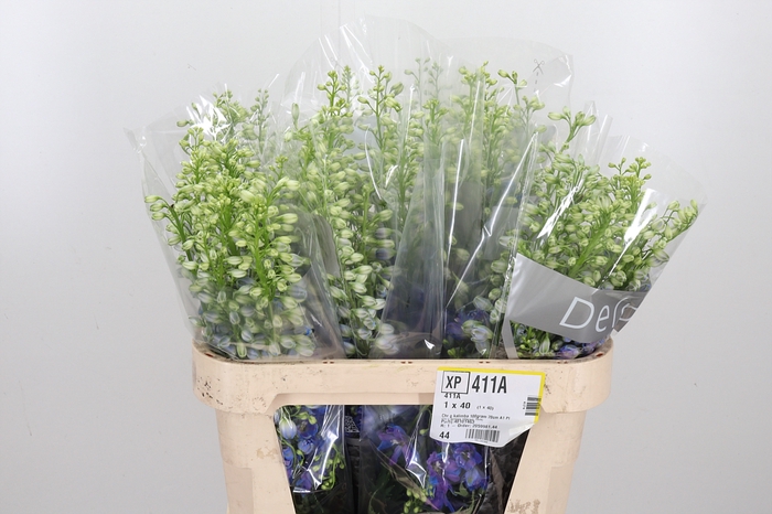<h4>Delph Triton Da Blue</h4>