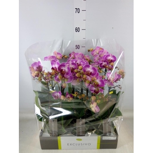 Phalaenopsis multi.   ...rose