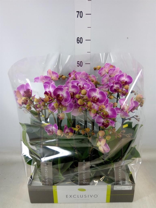<h4>Phalaenopsis multi.   ...rose</h4>