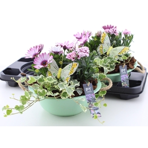 ARR TUINPLANTEN