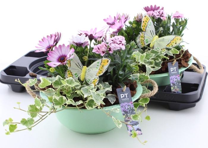 <h4>ARR TUINPLANTEN</h4>