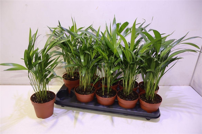 <h4>Dypsis Lutescens</h4>